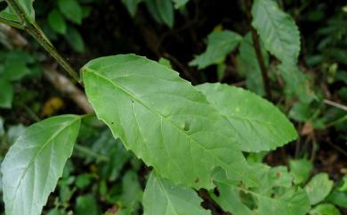 Maesa perlaria var. formosana 台灣山桂花