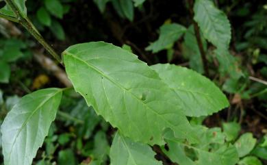 Maesa perlaria var. formosana 臺灣山桂花