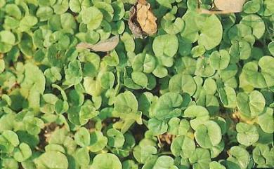 Dichondra micrantha Urb. 馬蹄金