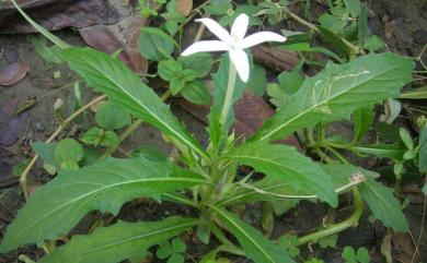 Hippobroma longiflora 馬醉草