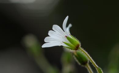 Cerastium fontanum var. angustifolium (Franch.) H. Hara 玉山卷耳