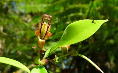 Aeschynanthus acuminatus 芒毛苣苔