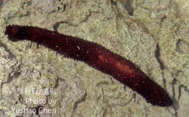 Holothuria leucospilota (Brandt, 1835) 蕩皮參