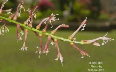 Dracaena angustifolia 番仔林投