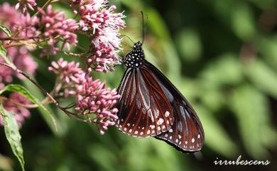 Parantica swinhoei (Moore, 1883) 斯氏絹斑蝶