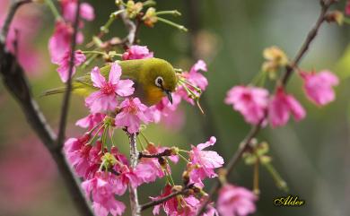 Zosterops japonicus Temminck & Schlegel, 1847 日菲繡眼