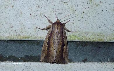 Globia punctilinea (Wileman, 1912) 點線蛀莖夜蛾