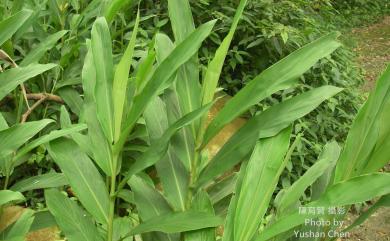 Hedychium coronarium 穗花山奈