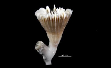 Caryophyllia barbadensis Cairns, 1979 巴貝丹葵珊瑚