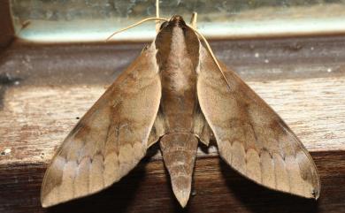 Acosmerycoides harterti (Rothschild, 1895)