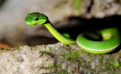 Trimeresurus stejnegeri Schmidt, 1925 赤尾青竹絲