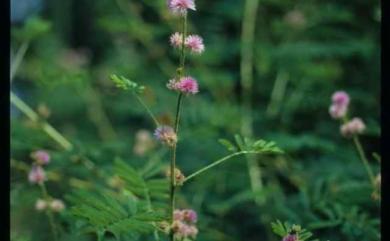 Mimosa diplotricha 美洲含羞草