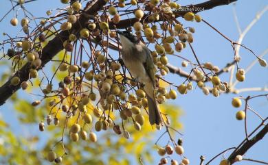 Pycnonotus sinensis formosae Hartert, 1910 白頭翁(台灣亞種)