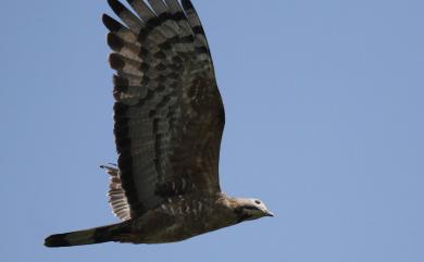 Pernis ptilorhynchus orientalis (Temminck, 1821) 東方蜂鷹