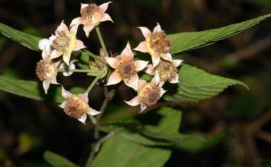 Rubus kawakamii 桑葉懸鉤子