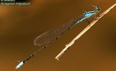 Aciagrion migratum (Selys, 1876) 針尾細蟌