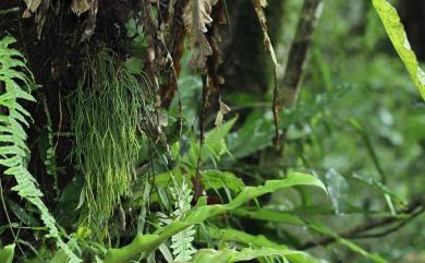 Phlegmariurus sieboldii (Miq.) Ching 鱗葉馬尾杉