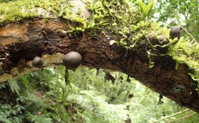 Xylaria obovata (Berk.) Fr. 卵形炭角菌