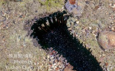 Holothuria leucospilota (Brandt, 1835) 蕩皮參