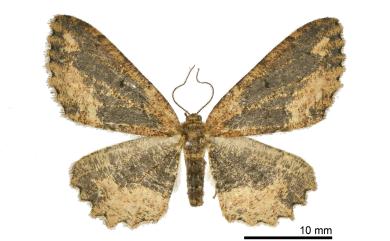 Microcalicha fumosaria fulvifusa Sato, 1981
