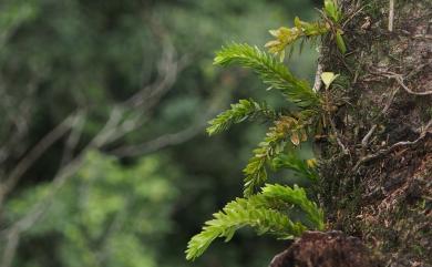 Phlegmariurus fordii (Baker) Ching 福氏馬尾杉