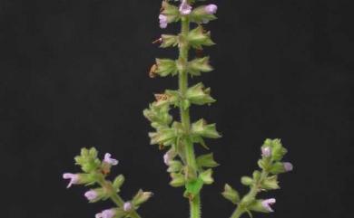 Salvia plebeia R.Br. 節毛鼠尾草