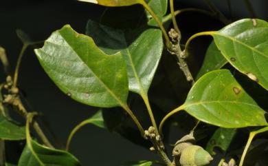 Quercus repandifolia J.C. Liao 波葉櫟
