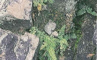 Asplenium pulcherrimum (Baker) Ching 細葉鐵角蕨