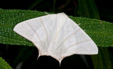 Ourapteryx pallidula Inoue, 1985 淡黃尾尺蛾