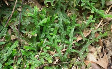 Selaginella boninensis Baker 小笠原卷柏