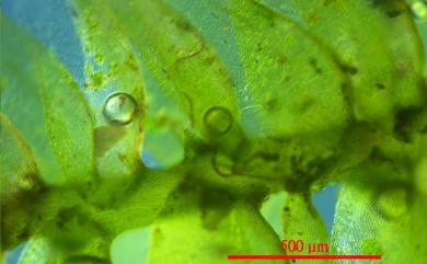 Taxiphyllum taxirameum 長葉鱗葉苔