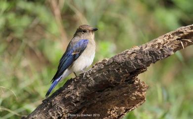 Cyanoptila cyanomelana cyanomelana (Temminck, 1829) 白腹琉璃