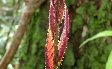 Rubus pyrifolius Sm. 梨葉懸鉤子