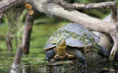 Mauremys sinensis (Gray, 1834) 斑龜