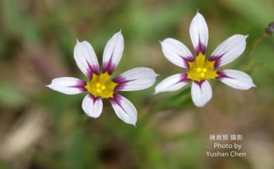 Sisyrinchium iridifolium Kunth 鳶尾葉庭菖蒲