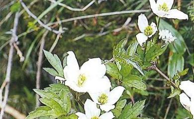 Clematis montana 繡球藤