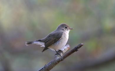 Ficedula parva (Bechstein, 1792) 紅胸鶲