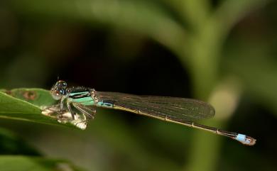 Ischnura senegalensis (Rambur, 1842) 青紋細蟌