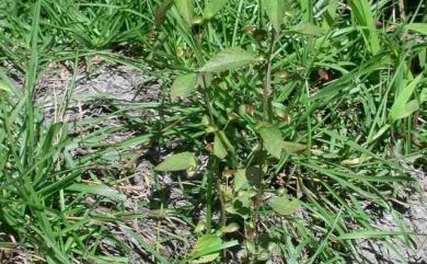 Acalypha australis 鐵莧菜