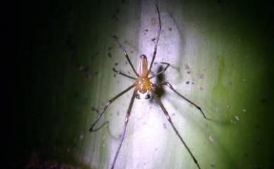 Leucauge tessellata (Thorell, 1887) 方格銀腹蛛