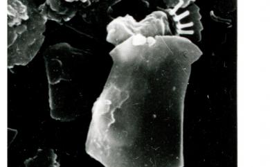 Florisphaera elongata (His.Okada & McIntyre) A.Kahn & M.P.Aubry 深水花球藻