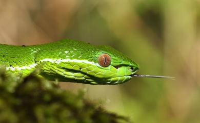 Trimeresurus stejnegeri Schmidt, 1925 赤尾青竹絲