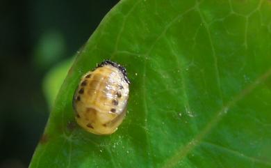 Plagiodera septemvittata Stal, 1858 七帶瓢金花蟲