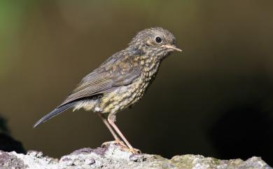 Tarsiger johnstoniae (Ogilvie-Grant, 1906) 栗背林鴝