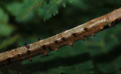 Acacia caesia 藤相思樹