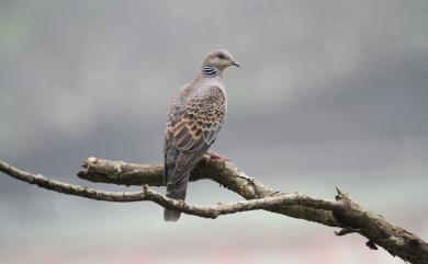 Streptopelia orientalis orii Yamashina, 1932 金背鳩(台灣亞種)