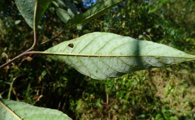 Alniphyllum pterospermum Matsum. 假赤楊