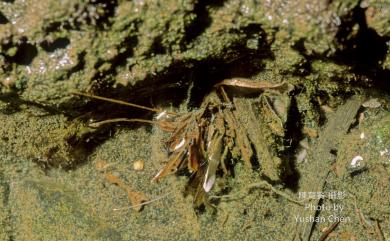 Amphitrite lobocephala Hsieh, 1994 襟首葉蟄蟲