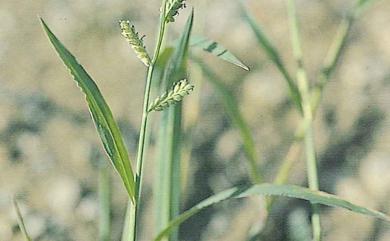 Echinochloa colona (L.) Link 芒稷