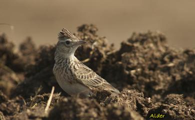 Alauda gulgula wattersi (Swinhoe, 1871) 小雲雀(本島亞種)